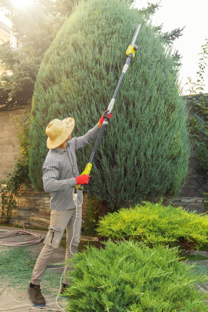 Best Sod Installation  in Carbondale, IL